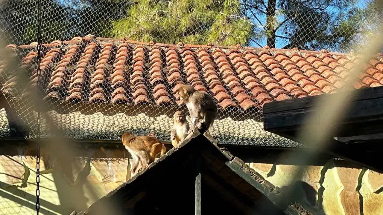 Antalya’ya Kaçak Gelen Fıstık Yeni Hayatına Merhaba Dedi! 2